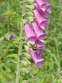 Foxglove