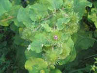 Great Burdock