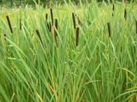 great Reedmace