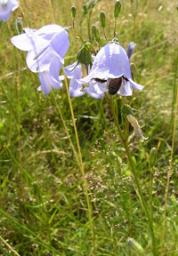 Harebells