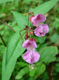 Himalayan Balsam