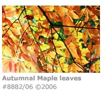 Three-flower Maple leaves
