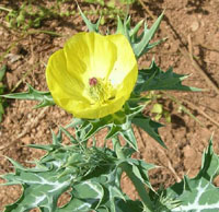 Prickly Poppy