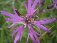 Ragged Robin