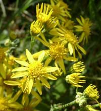 Ragwort