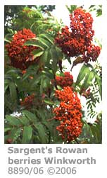 Rowan berries