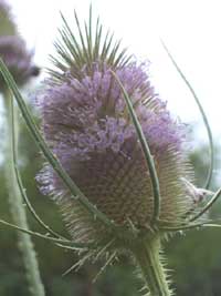 Wild Teasel