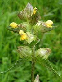 Yellow Rattle