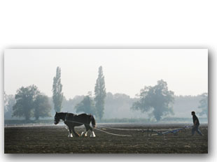 Heavy horse pair with ploughman