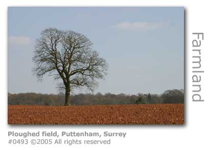 PLOUGHED FIELD PUTTENHAM