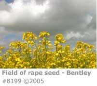 RAPE SEED FIELD