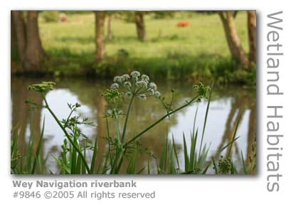 WEY NAVIGATION RIVERBANK