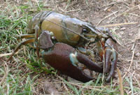 American signal crayfish