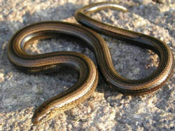 Slow-worm