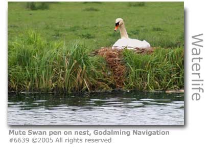 MUTE SWAN ON NEST