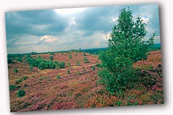 Thursley in all its glory before the fire