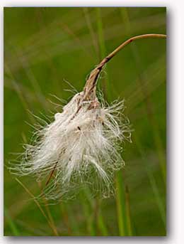 Cotton-grass