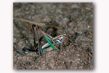 Female Bog Bush-cricket