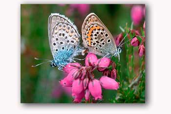 Silver-studded Blue butterflies