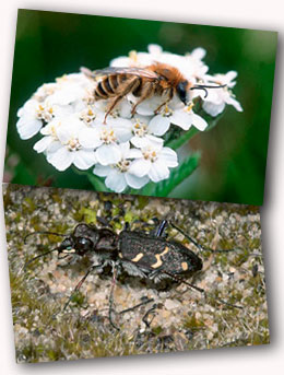 Mining bee and tiger beetle