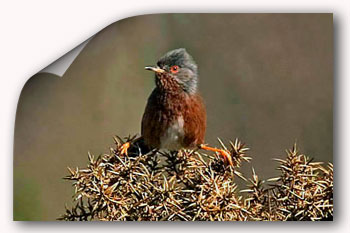 Dartford Warbler