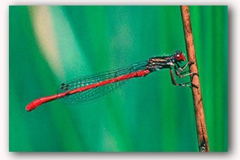 Red damselfly