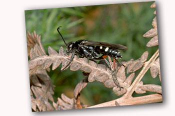 Spider Wasp