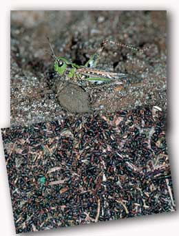 Mottled grasshopper and wood ants