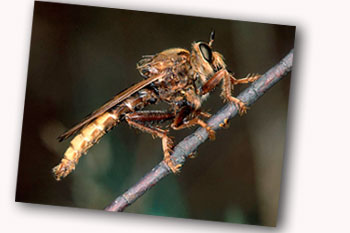 Hornet Robber-fly