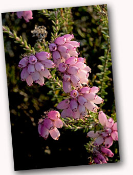 Cross-leaved Heath Erica