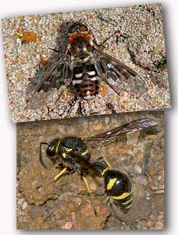Potter Wasp and Mottled Bee-fly