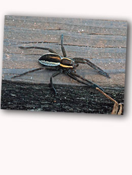 Raft Spider