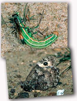 Solitary Wasp and Grayling Butterfly 