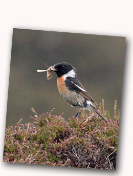 Stonechat