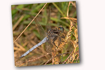 Keeled Skimmer