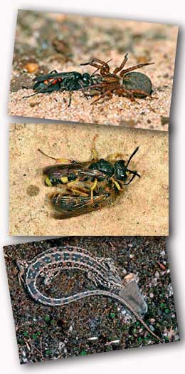 Spider Wasp, Solitary Wasp and Sand Lizard