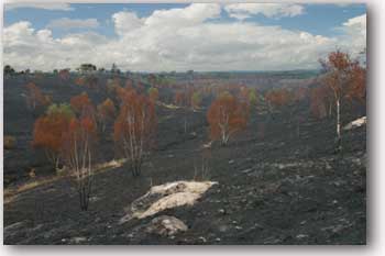 Thursley Fire