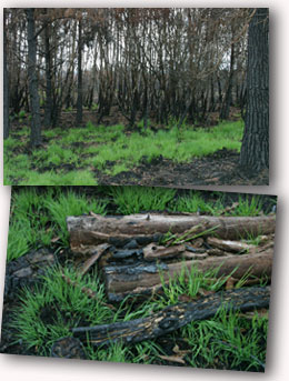 Thursley Reserve Regeneration