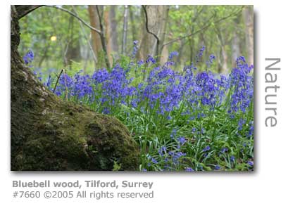 BLUEBELL WOOD TILFORD