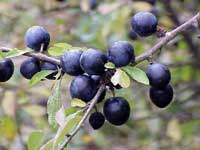 Blackthorn Sloes