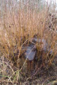 Coppicing