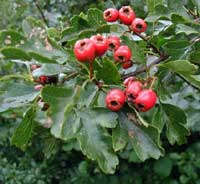 Hawthorn Berries