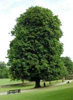 Horse-chestnut