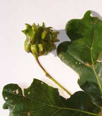 Oak Gall