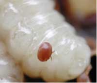 Varroa mite on bee larva