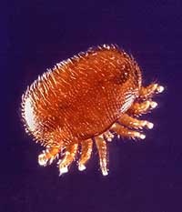 Varroa destructor mite