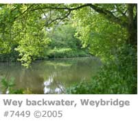 WEY NEAR WEYBRIDGE