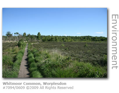 Whitmoor Common, Worplesdon, Guildford, Surrey