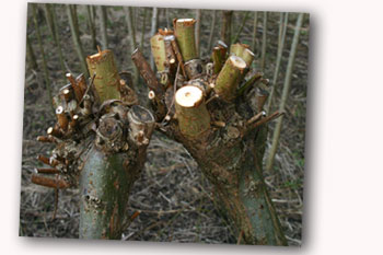 Coppiced willow