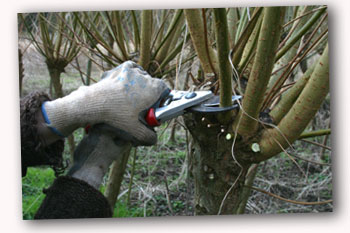 Coppicing